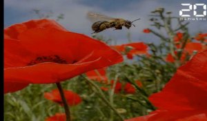 Apidays: Quels sont les bons réflexes à adopter pour protéger les abeilles?
