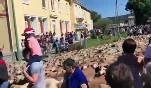 Vidéo : 500 bêtes défilent dans le cadre de Fête de la transhumance à Vinon-sur-Verdon