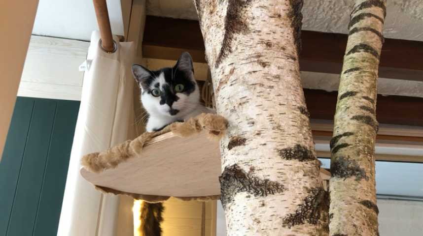 Le Mans Mia House Un Bar A Chats Sur Orange Videos