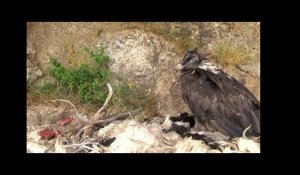 Deux poussins gypaète barbu introduits en Corse