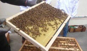 Un apiculteur libère 60 000 abeilles au tribunal d'Arras