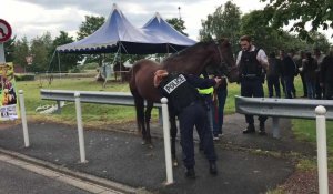 Anzin-Saint-Aubin : un cheval de cirque blessé récupéré par la police