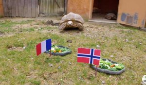 Port-Saint-Père. Coupe du monde féminine : Ariane la tortue parie sur la France