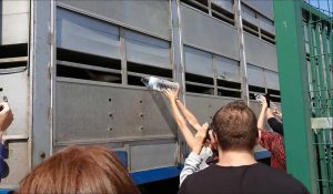 Manifestation de Calais Animal Save contre le transport des animaux