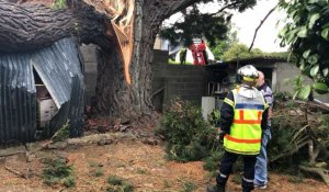 Saint-Thurial. Un arbre tombe sur une maison 