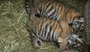 Deux bébés tigres accueillis au zoo de Schönbrunn