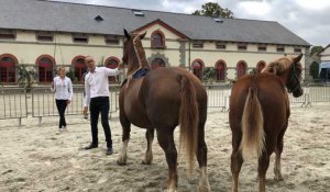 Lamballe. Le concours départemental du cheval breton, c'est aussi du sport !