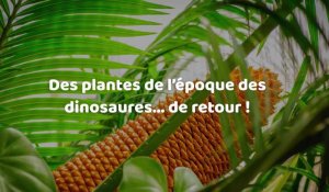 Des plantes de l'époque des dinosaures repoussent à cause du réchauffement climatique