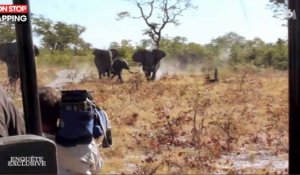 Enquête Exclusive : Bernard de la Villardière et son équipe chargés par des éléphants (Vidéo)