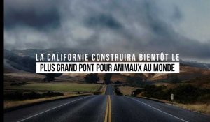 La Californie construira bientôt le plus grand pont pour animaux au monde	