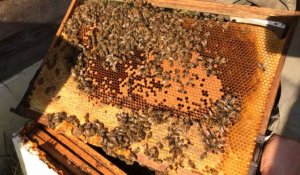 Près de Vire. Récolte du miel avec Sébastien Prunier, apiculteur 
