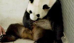 Deux bébés pandas sont nés au parc animalier de Pairi Daiza 