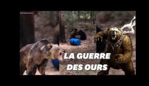Un chasseur filme deux ours se battant pour défendre leur ourson
