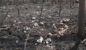 Bolivie: images de dégâts causés par les incendies dans la forêt de Pantanal