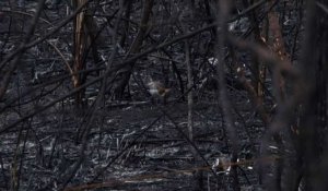 Les incendies dévastent une réserve naturelle de Bolivie