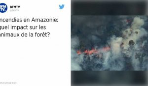 Incendies en Amazonie : Pour de nombreux animaux, il est déjà trop tard