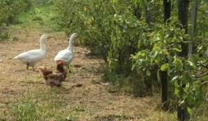 Cette ferme est une réponse au défi climatique