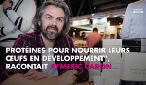 Aymeric Caron défend les moustiques, Eric Naulleau se paie sa tête sur Twitter