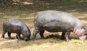 La petite hippopotame pygmée va bien... et pèse déjà 70kg