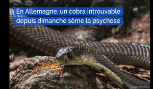 En Allemagne, un cobra introuvable depuis dimanche sème la psychose