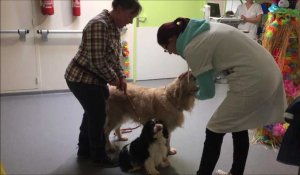 Des chiens visitent des patients à l'hôpital d'Helfaut