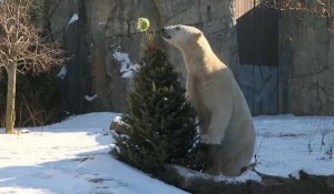 Festin de Noël pour les animaux du zoo de Brookfield