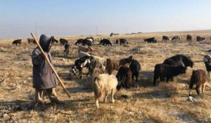 En Afghanistan, la sècheresse menace les bergers et les tisserands