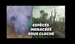 Au zoo de Beauval, la plus grande jungle de France ouvre ses portes au public