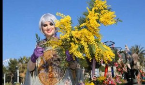 Côte d'Azur : la floraison du mimosa en avance sur le massif du Tanneron