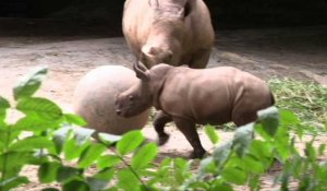 Le zoo de Singapour est fier de présenter ses bébés animaux