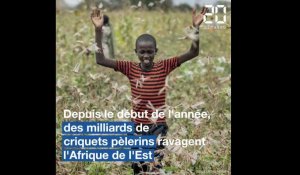 Les essaims de criquets pèlerins ravagent les cultures en Afrique de l'Est