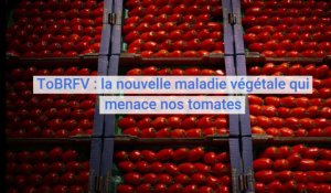 Maladie végétale ToBRFV : le nouveau virus qui menace nos tomates