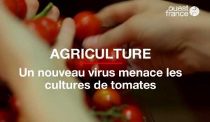 Un nouveau virus menace les cultures de tomates