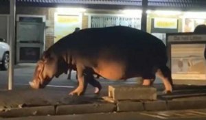 Un hippopotame se promène dans une ville d'Afrique du Sud