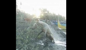 Philippines: Des chevaux rescapés de l'éruption du volcan Taal
