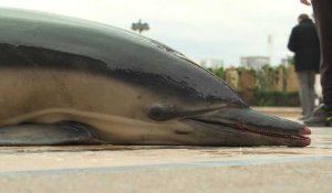 Pêche: des dauphins morts sur la place du Trocadéro