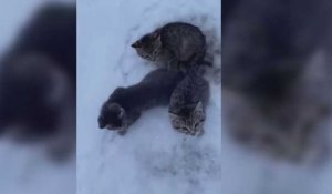 Un Canadien sauve trois chatons prisonniers de la glace au milieu de la route (vidéo)
