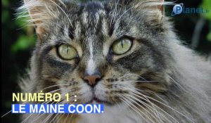 Les 10 races de chats préférées des Français