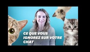 3 idées fausses sur votre chat