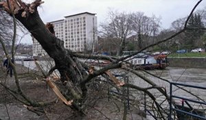 Tempête: un second arbre s'effondre sur le halage du bord de Sambre à Namur
