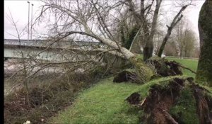 Tempête Dennis : des arbres arrachés à Cambrai, près du canal de Saint-Quentin