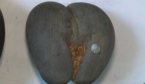 Aux Seychelles, la découpe du "coco fesse"