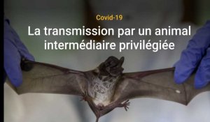 Covid-19 : La transmission à l’homme par un animal intermédiaire, piste privilégiée du rapport conjoint OMS/Chine 
