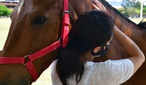 Au Costa Rica, des chevaux pour soigner les troubles cognitifs et la dépression