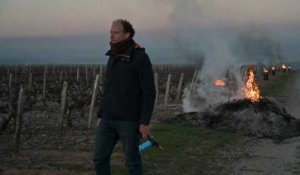 Face au froid, des agriculteurs ont recours aux feux et bougies pour préserver leurs cultures