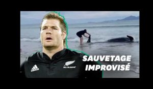 En Nouvelle-Zélande, cette légende des All Blacks sauve une baleine échouée