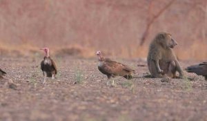 Au Soudan, le parc de Dinder menacé par le grignotage de ses terres