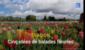 Cinq idées de balades fleuries dans le Nord et le Pas-de-Calais