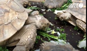 VIDÉO. Morbihan : les tortues sillonnées sont arrivées à Branféré