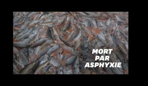 Au Chili, des algues tueuses asphyxient plus de 4000 tonnes de saumons